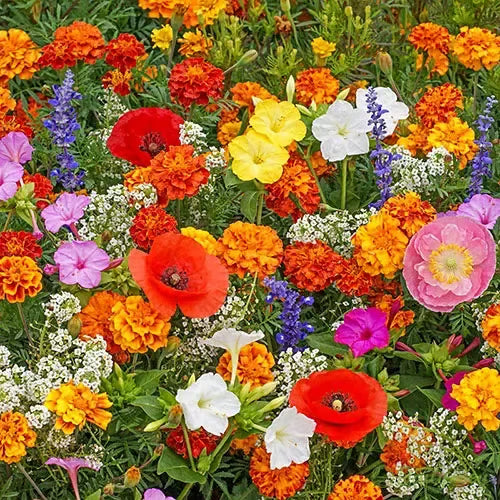 Varieties of Flower Seeds (Pack of 100)