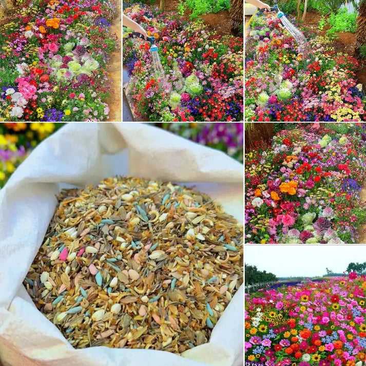 Varieties of Flower Seeds (Pack of 100)